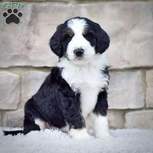 Ms. Rylie, Bernedoodle Puppy