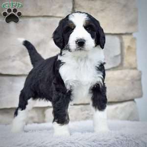 Ms. Rylie, Bernedoodle Puppy