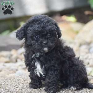 Kita, Shih-Poo Puppy