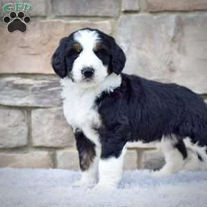 Ms. Rylie, Bernedoodle Puppy