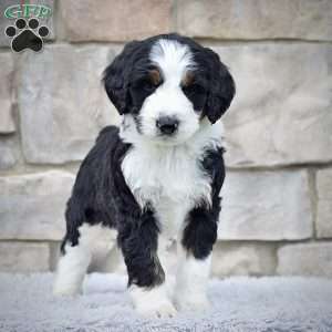 Ms. Rylie, Bernedoodle Puppy