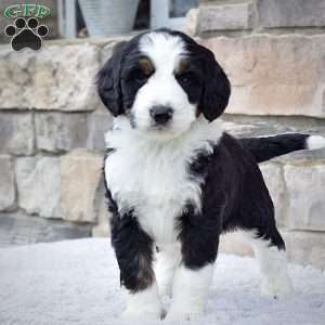 Ms. Rylie, Bernedoodle Puppy