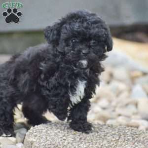 Kita, Shih-Poo Puppy