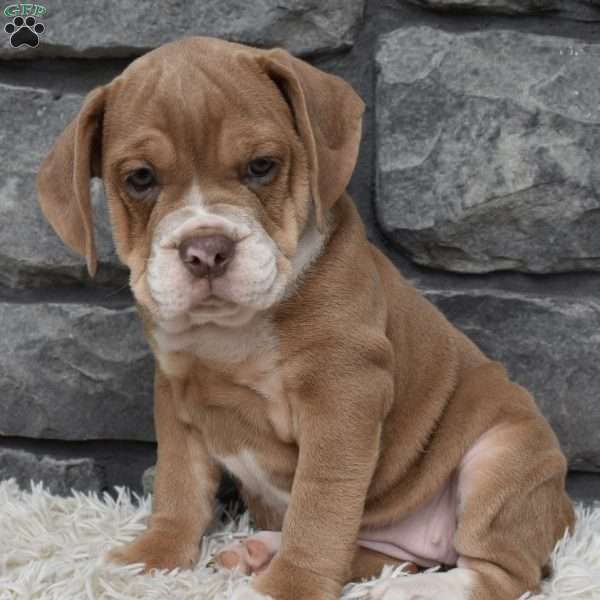 Bonnie, Beabull Puppy