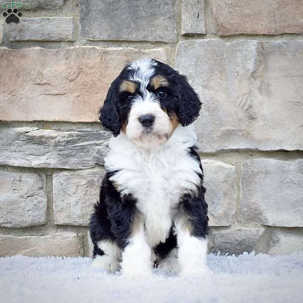 Mr. Ranger, Bernedoodle Puppy