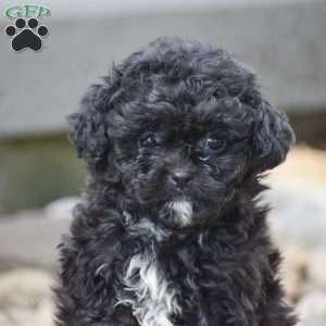 Kita, Shih-Poo Puppy