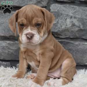 Bonnie, Beabull Puppy