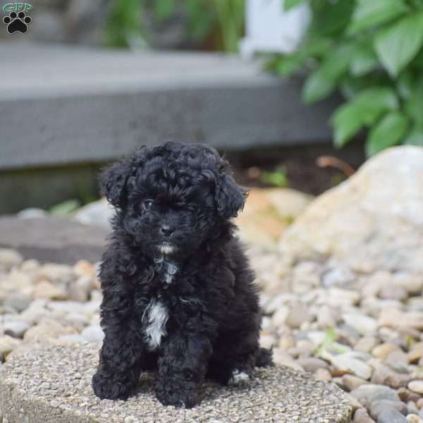 Krissa, Shih-Poo Puppy