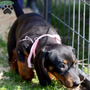 Pancake, Dachshund Puppy
