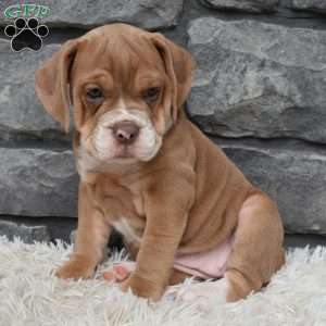 Bonnie, Beabull Puppy