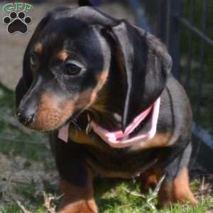 Pancake, Dachshund Puppy
