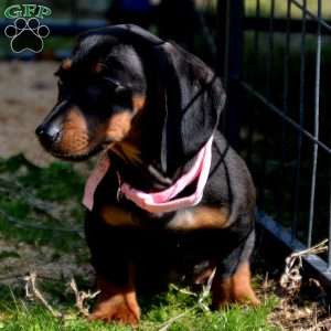 Pancake, Dachshund Puppy