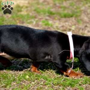 Pancake, Dachshund Puppy