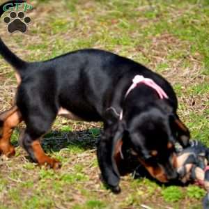 Pancake, Dachshund Puppy
