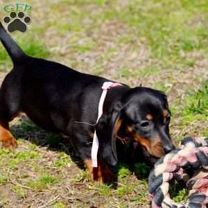 Pancake, Dachshund Puppy
