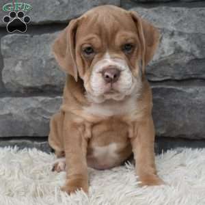 Bonnie, Beabull Puppy