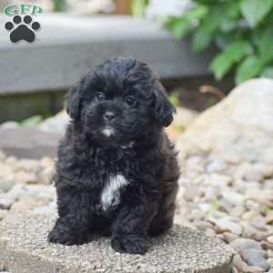 Conner, Shih-Poo Puppy