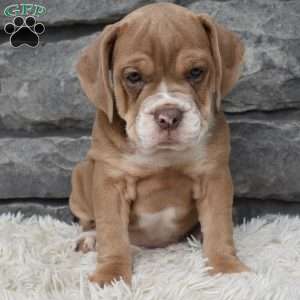 Bonnie, Beabull Puppy