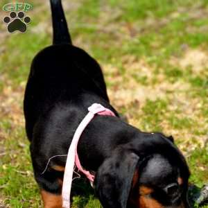 Pancake, Dachshund Puppy