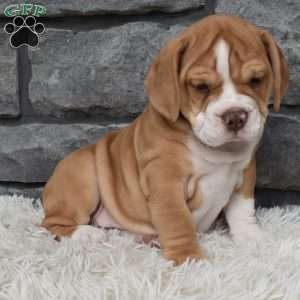 Bubba, Beabull Puppy