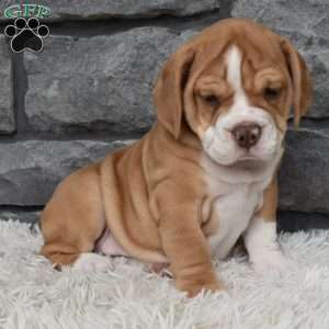 Bubba, Beabull Puppy