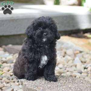 Conner, Shih-Poo Puppy