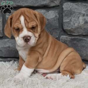 Bubba, Beabull Puppy