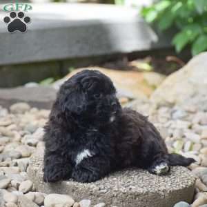 Conner, Shih-Poo Puppy