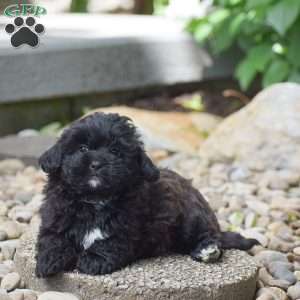 Conner, Shih-Poo Puppy