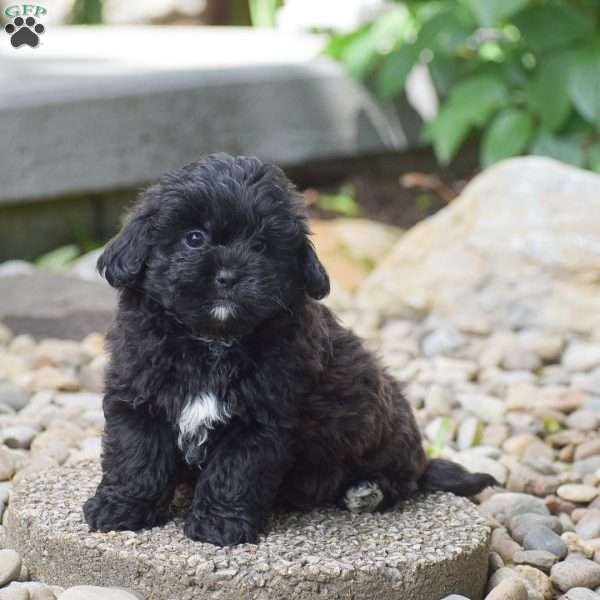 Conner, Shih-Poo Puppy