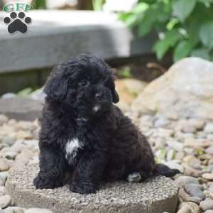 Conner, Shih-Poo Puppy