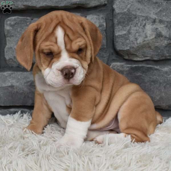 Bubba, Beabull Puppy