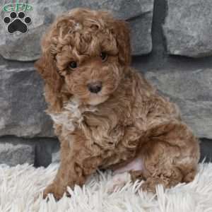 Max, Toy Poodle Puppy