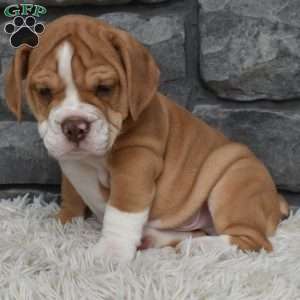 Bubba, Beabull Puppy