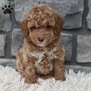 Max, Toy Poodle Puppy