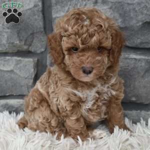 Max, Toy Poodle Puppy