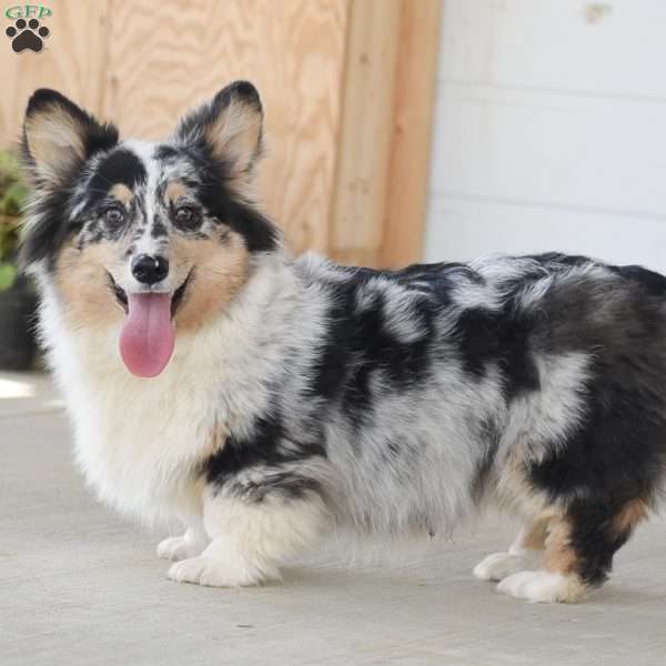 Paul, Pembroke Welsh Corgi Puppy