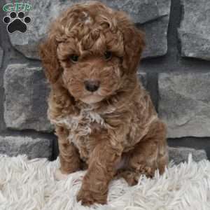 Max, Toy Poodle Puppy