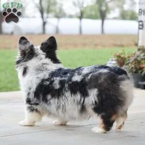 Paul, Pembroke Welsh Corgi Puppy