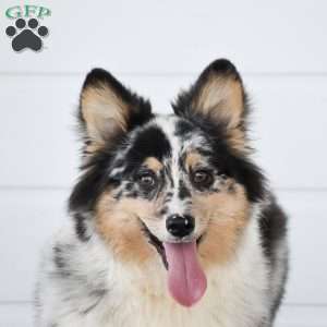 Paul, Pembroke Welsh Corgi Puppy