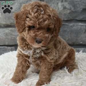 Max, Toy Poodle Puppy