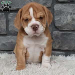 Bubba, Beabull Puppy