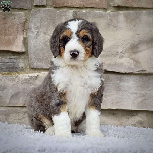 Mr. Rover, Bernedoodle Puppy