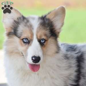 Annie, Pembroke Welsh Corgi Puppy