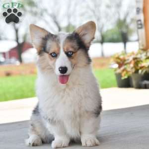 Annie, Pembroke Welsh Corgi Puppy