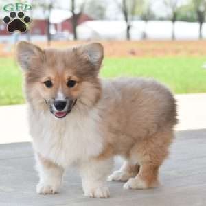 Austin, Pembroke Welsh Corgi Puppy