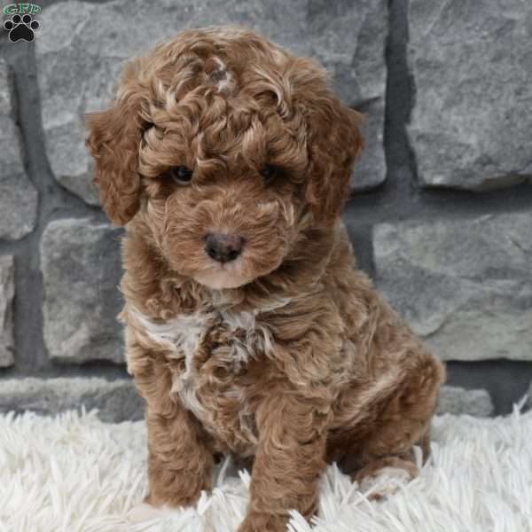 Max, Toy Poodle Puppy