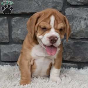 Bubba, Beabull Puppy