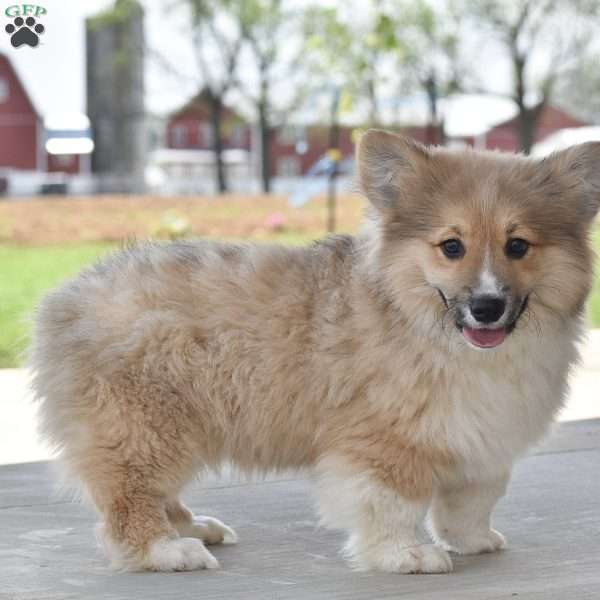 Austin, Pembroke Welsh Corgi Puppy