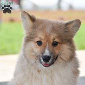 Austin, Pembroke Welsh Corgi Puppy